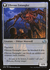 Tangleclaw Werewolf // Fibrous Entangler [Eldritch Moon] | Black Swamp Games