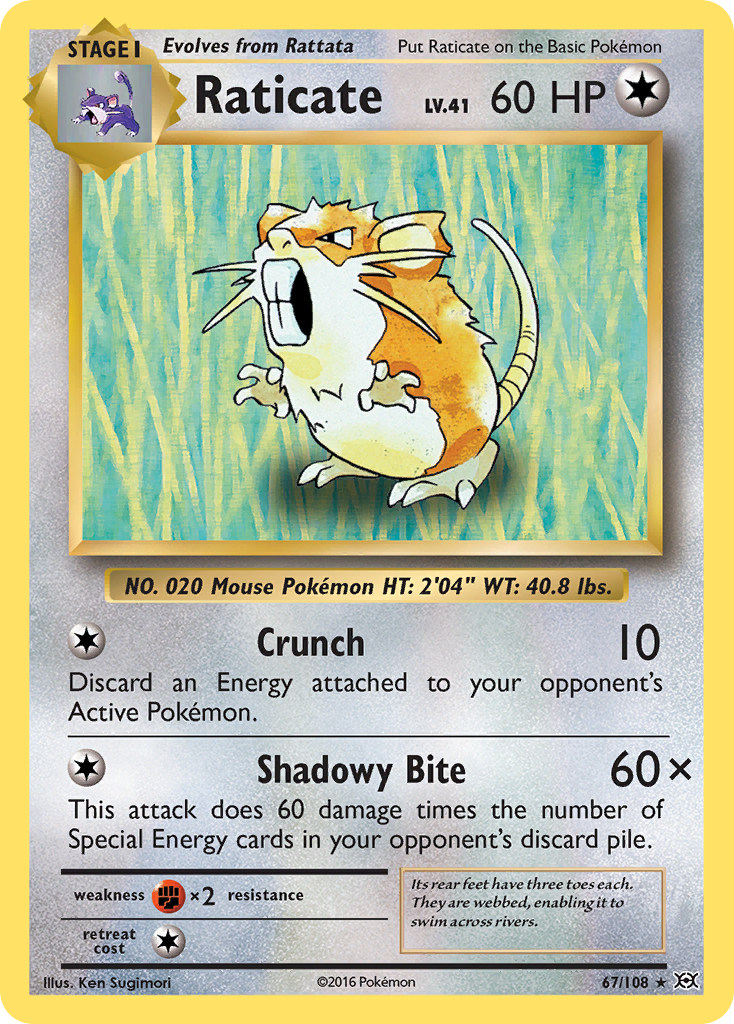 Raticate (67/108) [XY: Evolutions] | Black Swamp Games